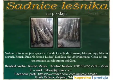 Sadnice Lešnika na prodaju - 1/3