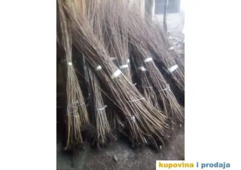 Sadnice Lešnika na prodaju - 2/3