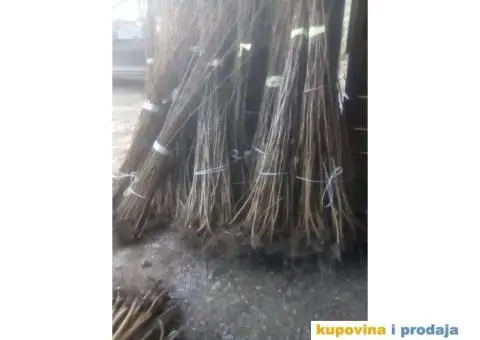 Sadnice Lešnika na prodaju - 3/3