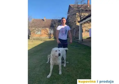 SREDNJE-AZIJSKI ovcar stenci vrhunskog porekla - 1/3