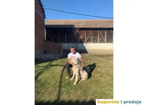 SREDNJE-AZIJSKI ovcar stenci vrhunskog porekla - 2/3