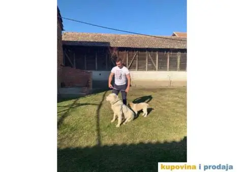 SREDNJE-AZIJSKI ovcar stenci vrhunskog porekla - 3/3