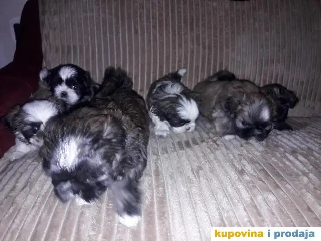 ŠICU (Shihtzu) štenci izuzetnog kvaliteta - 1