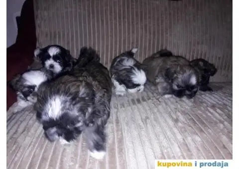 ŠICU (Shihtzu) štenci izuzetnog kvaliteta - 1/6
