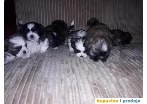 ŠICU (Shihtzu) štenci izuzetnog kvaliteta - 2/6