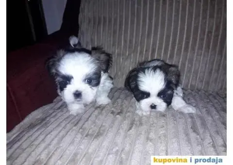 ŠICU (Shihtzu) štenci izuzetnog kvaliteta - 3/6