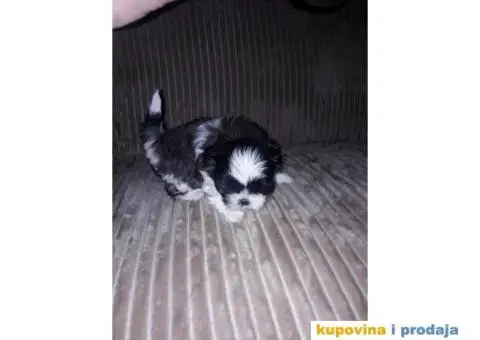 ŠICU (Shihtzu) štenci izuzetnog kvaliteta - 4/6