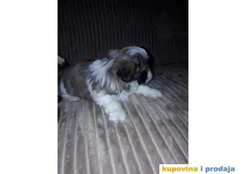 ŠICU (Shihtzu) štenci izuzetnog kvaliteta - 5/6