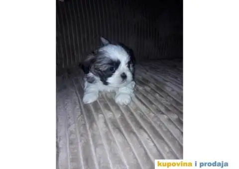 ŠICU (Shihtzu) štenci izuzetnog kvaliteta - 6/6
