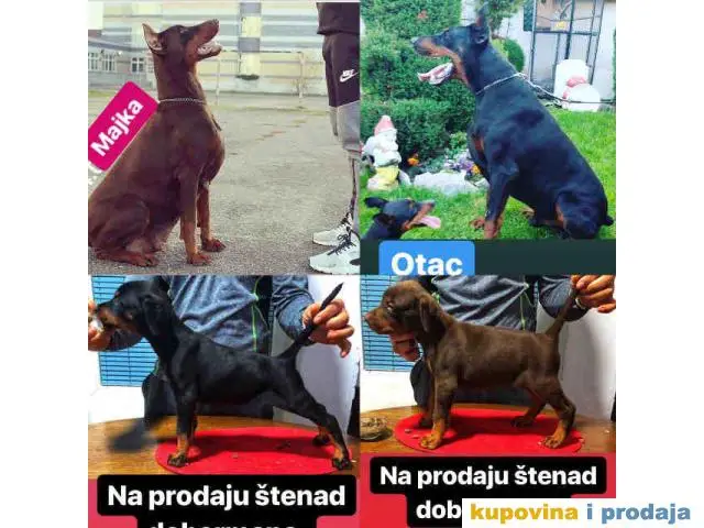 Štenad DOBERMANA šampionskog porekla - 1