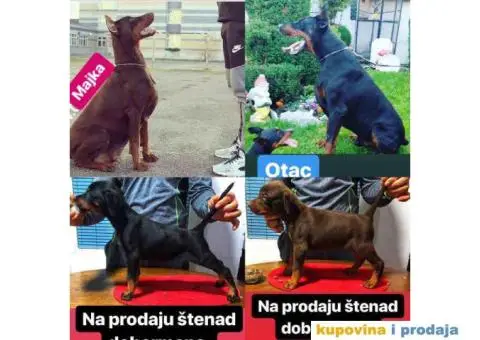 Štenad DOBERMANA šampionskog porekla - 1/9