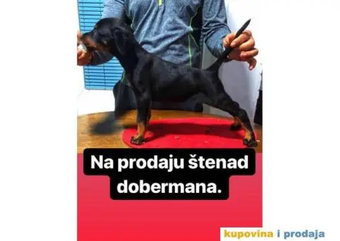 Štenad DOBERMANA šampionskog porekla - 3/9