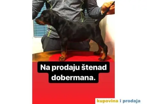 Štenad DOBERMANA šampionskog porekla - 6/9