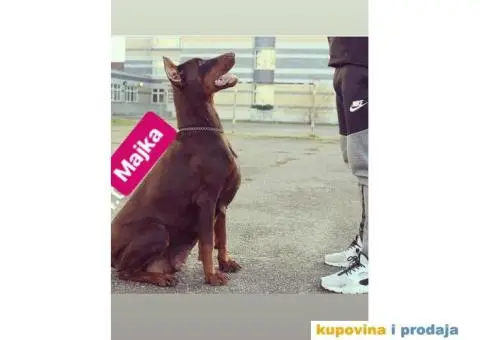 Štenad DOBERMANA šampionskog porekla - 7/9