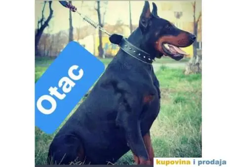 Štenad DOBERMANA šampionskog porekla - 8/9