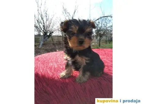 Štenci JORKŠIRSKOG TERIJERA muškog pola - 1/7