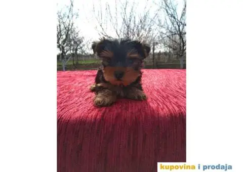 Štenci JORKŠIRSKOG TERIJERA muškog pola - 2/7