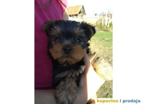 Štenci JORKŠIRSKOG TERIJERA muškog pola - 3/7