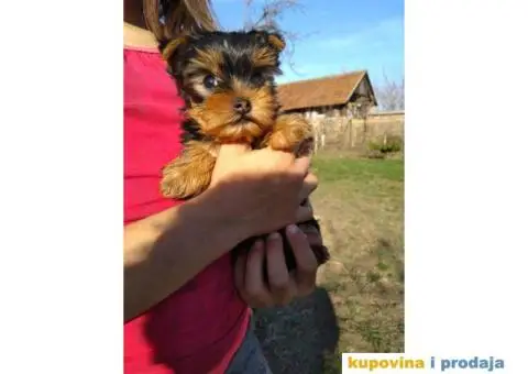 Štenci JORKŠIRSKOG TERIJERA muškog pola - 4/7