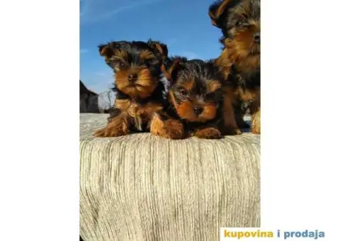Štenci JORKŠIRSKOG TERIJERA muškog pola - 5/7