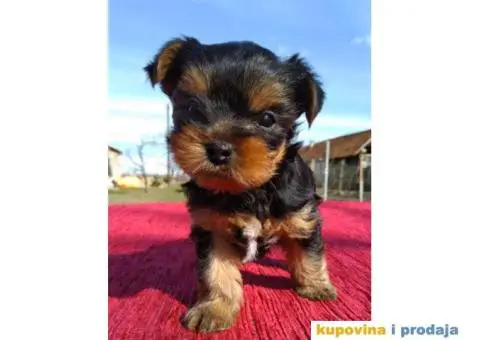 Štenci JORKŠIRSKOG TERIJERA muškog pola - 6/7