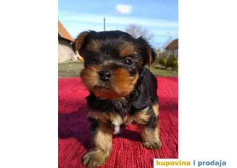 Štenci JORKŠIRSKOG TERIJERA muškog pola - 7/7