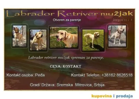 Labrador retriver spreman za parenje - 1/6