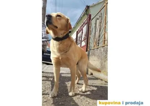 Labrador retriver spreman za parenje - 2/6