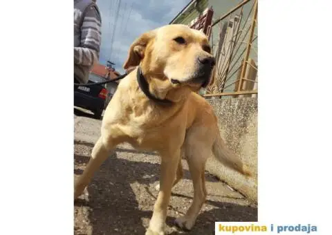 Labrador retriver spreman za parenje - 3/6