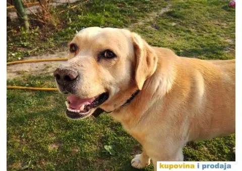 Labrador retriver spreman za parenje - 4/6