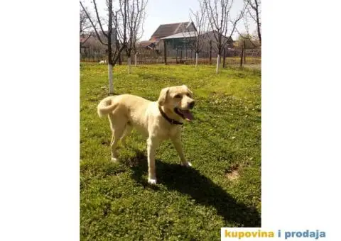 Labrador retriver spreman za parenje - 5/6