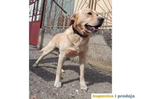 Labrador retriver spreman za parenje - 6/6