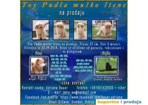 Toy Pudla muško štene na prodaju - 1/10