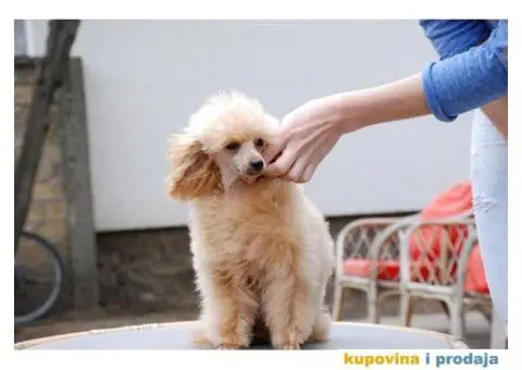 Toy Pudla muško štene na prodaju - 2/10