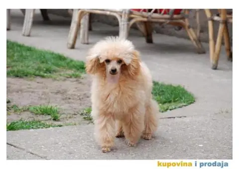 Toy Pudla muško štene na prodaju - 3/10