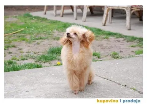 Toy Pudla muško štene na prodaju - 4/10