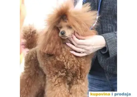Toy Pudla muško štene na prodaju - 5/10