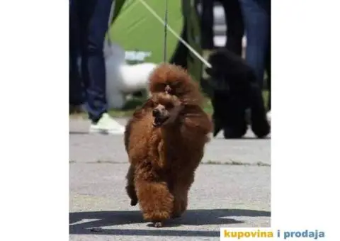 Toy Pudla muško štene na prodaju - 6/10