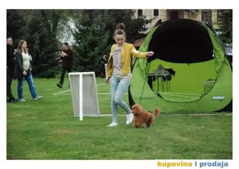 Toy Pudla muško štene na prodaju - 8/10