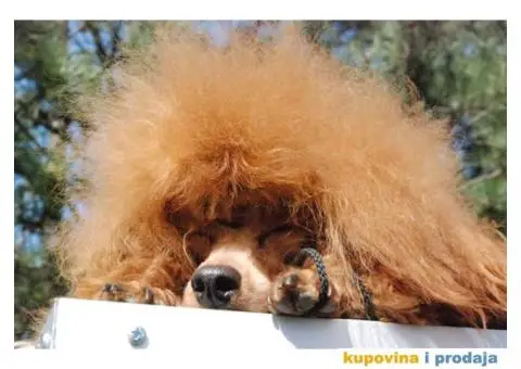 Toy Pudla muško štene na prodaju - 9/10