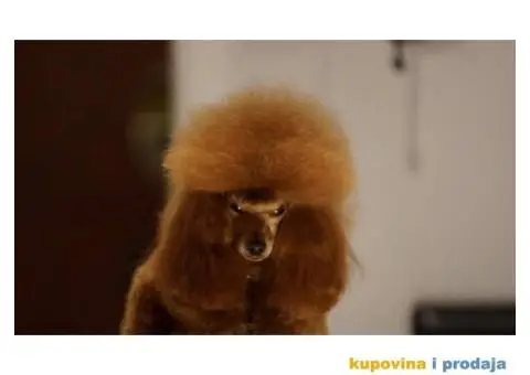Toy Pudla muško štene na prodaju - 10/10