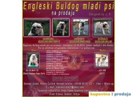 Engleski Buldog - 1/7