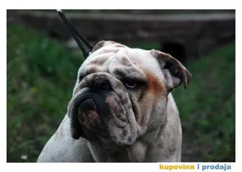 Engleski Buldog - 2/7