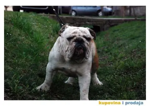 Engleski Buldog - 3/7
