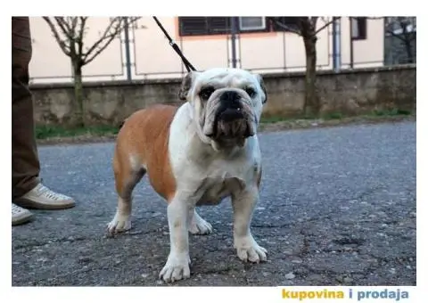 Engleski Buldog - 4/7
