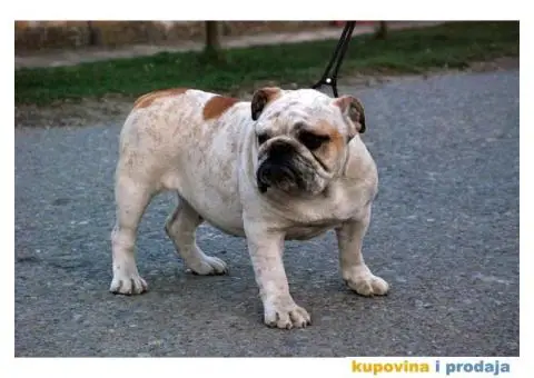Engleski Buldog - 5/7