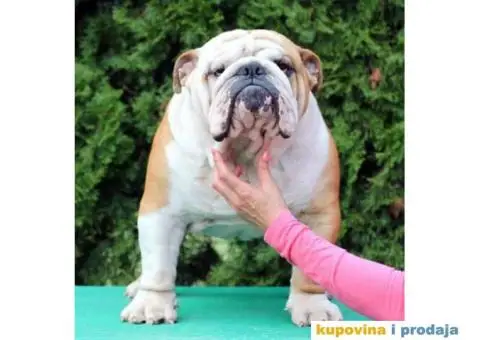Engleski Buldog - 6/7