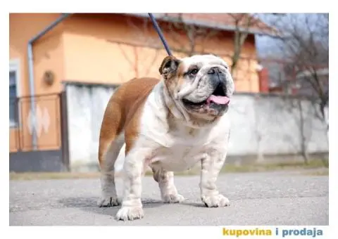 Engleski Buldog - 7/7