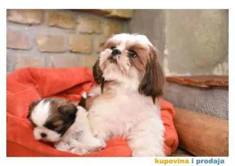 ŠICU trikolor štenci na prodaju - 3/5