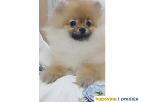 Prodajem štence POMERANACA - 1/4